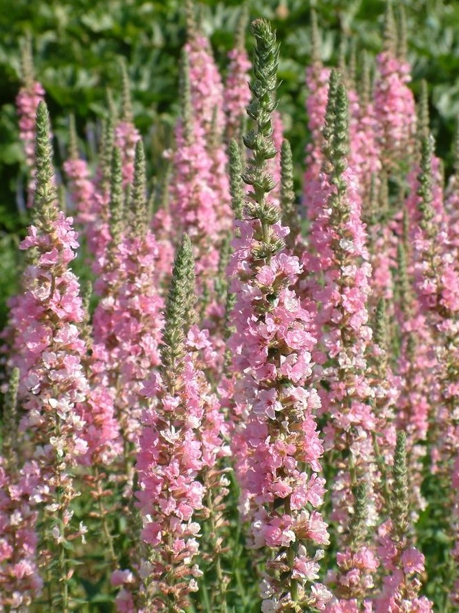 Lythrum salicaria 'Blush'